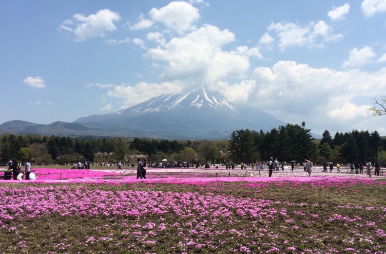 芝桜